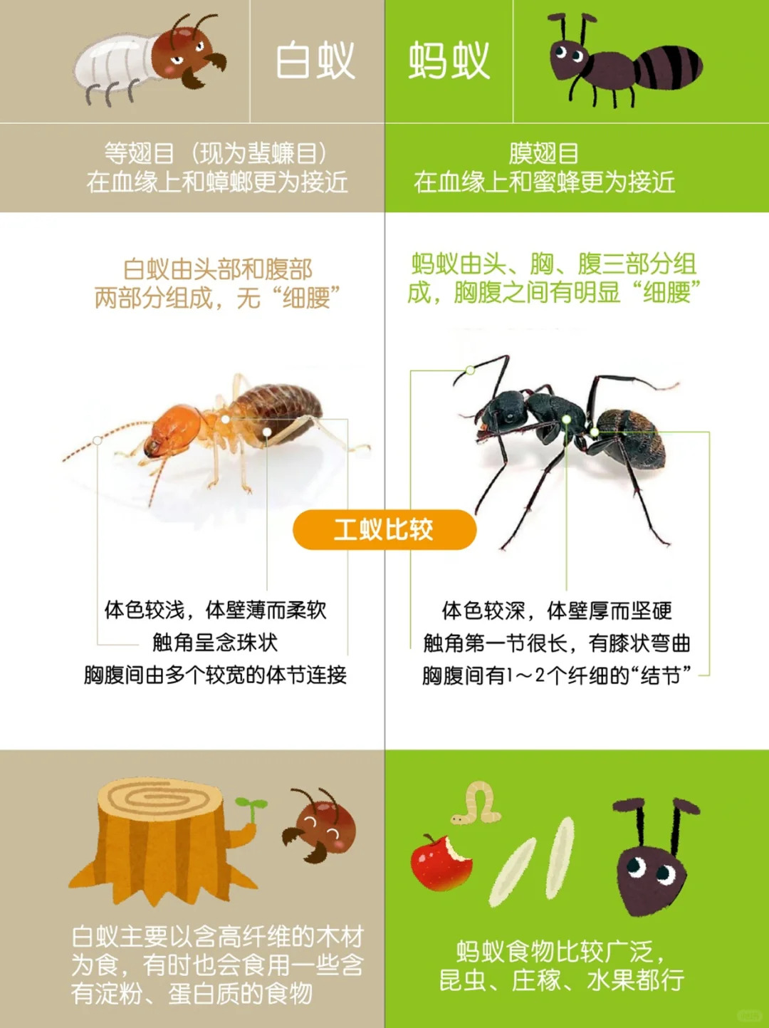 白蚁工蚁和蚂蚁工蚁的对比|悉尼杀虫_1_利澳虫控_来自小红书网页版.jpg